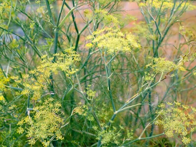 Dill-Samen-Jora-Dahl